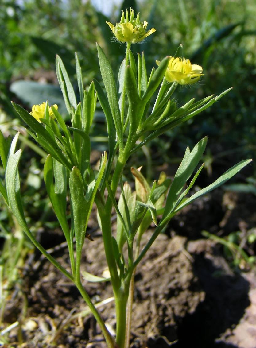 Vetési boglárka - Ranunculus arvensis T 2 Család: Boglárkafélék Ranunculaceae Az országban mindenütt gyakori, a kötött, nedvesebb alföldi talajokon tömeges. Jellegzetes gabonagyom.