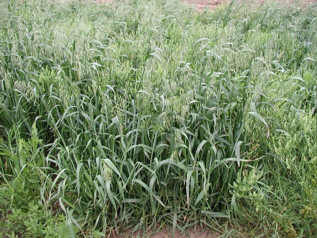 Hélazab - Avena fatua T 3 Család: Pázsitfűfélék Gramineae (Poaceae) Hélazab magas, bokrosodó, erőteljes növény. Szára vastag, levelei nagyok, szélesek, kékesszürkék.