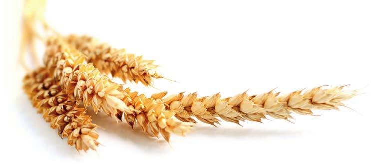 ÉLELMISZER Corny müzliszelet 50 g 239 Ft