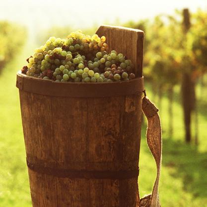 Komoly potenciállal bír. Golden with reddish streaks and apricot aromas in the bouquett.