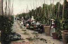 1910 Herceg Nov i,