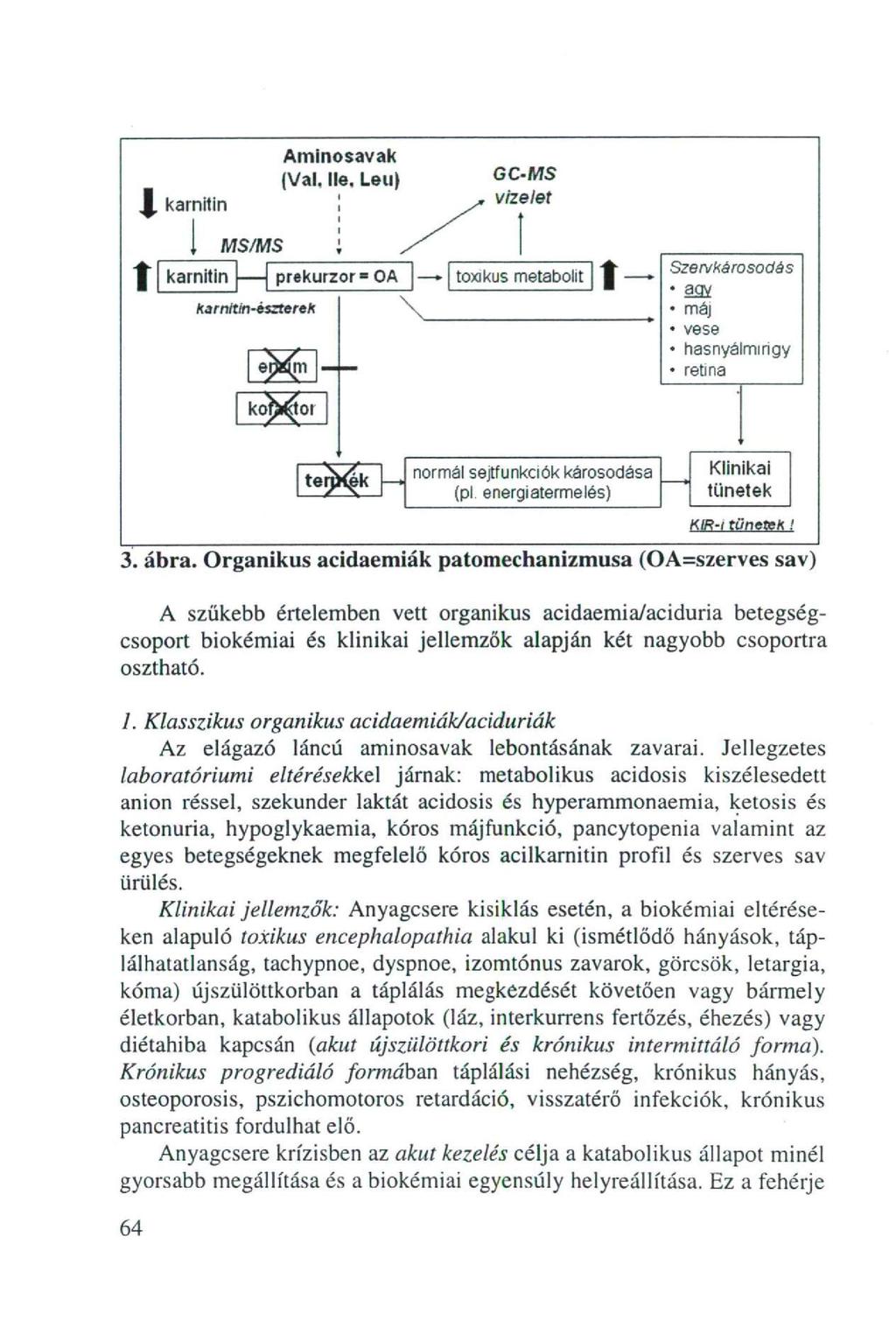 Aminsavak (Val. lie. Leu} MS/MS karnitin GC-MS vizelet : prekurzr = OA txikus metablit karnitin-észterek Szervkérsdés * máj vese hasnyálmirigy retina Hg. nrmál sejtfunkciók kársdása (pl.