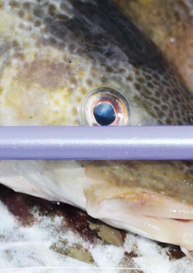 Tengeri horgászbotok A BLINKER magazin díjazottja team daiwa PILK FUJI orsótartó Tengeri horgászbotok A TEAM DAIWA PILK sorozat a DAIWA nagy rugalmasságú karbonszálas anyagból gyártott minőségi