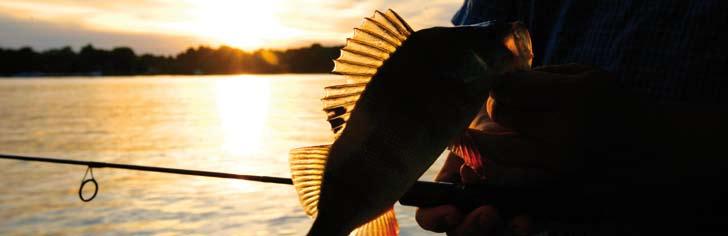 Baitcasting orsók DYNASTAR A DYNASTAR orsóval a DAIWA az új szezonra egy kompakt, kis méretű balkezes multiorsót kínál. Ideális jerkbait-es horgászathoz.