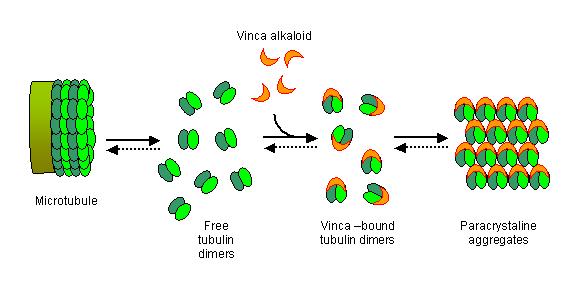33 A VINCA ALKALOIDOK HATÁSA A vinca alkaloidok sejtspecifikus ágensek, melyek az osztódó sejteket blokkolják a mitózis folyamatában (metafázisban).