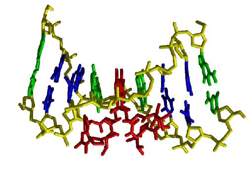 AKTINOMICINEK 3. Támadáspont: a DNS-re kötődik, két egymás melletti guanin közé, sok H-híddal.