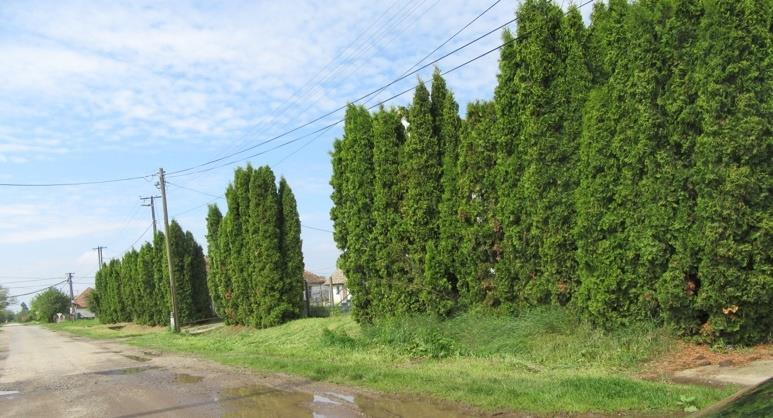 Ezért a fák alsó oldalágait 2,2-2,5 m magasságig el kell távolítani. Ezek figyelembevételével a 12-18 m széles utcákban csak akkor szabad fásítani, ha az épületek előtt előkert van.