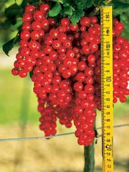 Gyümölcse igen nagy, finom aromájú. Erős, magastörzsű, növényeket szállítunk. 483.72 konténeres 1 darab Ft 3.