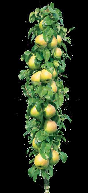 Az oszlopos gyümölcsfák magassága és szélessége tavasszal és nyáron metszéssel szabályozható.