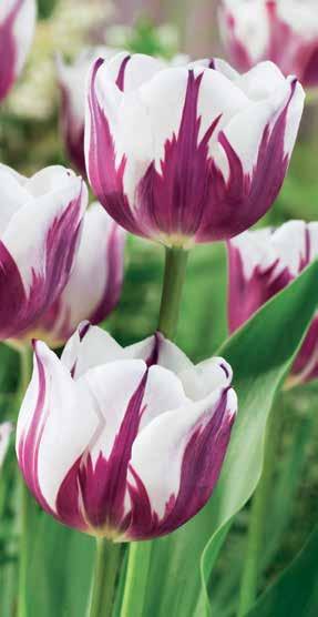 250, 2 Fehér császár tulipán. ƒ, œ április, ª 50 cm, µ 5 cm, 10 cm,.