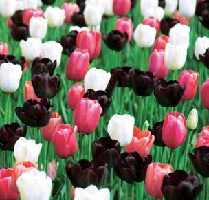 810, Szemet gyönyörködtető színjáték 3 tulipán fajtából!
