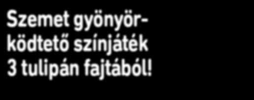 390, 2 Praestans. Csokrosan nyíló tűzpiros virágok.