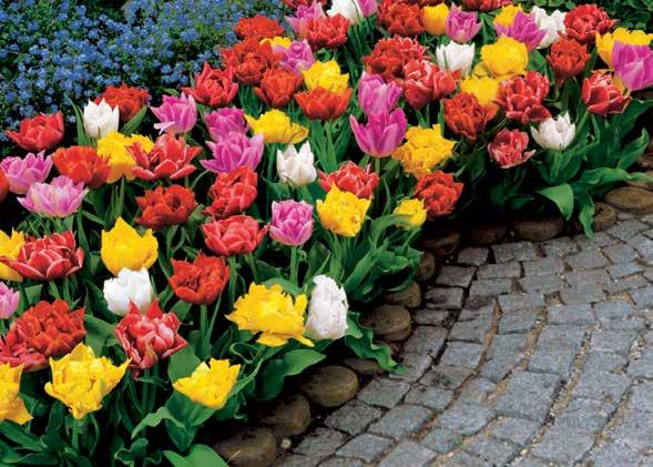 550, 30 Rojtos szélű tulipán A színek összeállítása véletlenszerű.