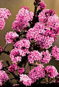 72 1 darab Ft 2.250, 2 Korai bangita (Viburnum x bodnantense Dawn ).