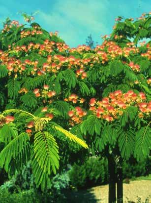 6 8 m magasra növő, ernyős koronájú fa. Különleges sokporzós, lilásrózsaszín virágai díszítenek.