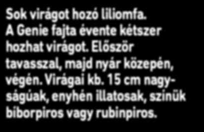 Kapaszkodó gyökerei segítségével falakra, fákra kitűnően fel tud kúszni, de a talajon is gyorsan el tud terjedni