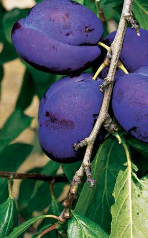 Legfinomabbak sieberz Fructa PRÉMIUM gyümölcsfák a saját termésű gyümölcsök 1 Japán körte Nashi.