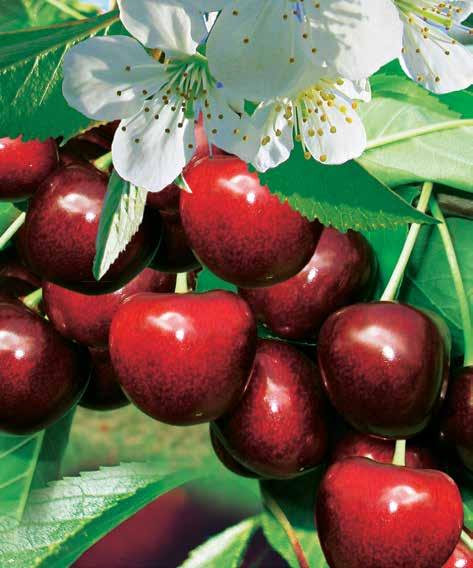A Germersdorfi június közepén kezd érni, gyümölcse nagy méretű, édes, ropogós, lédús, sötétpiros.