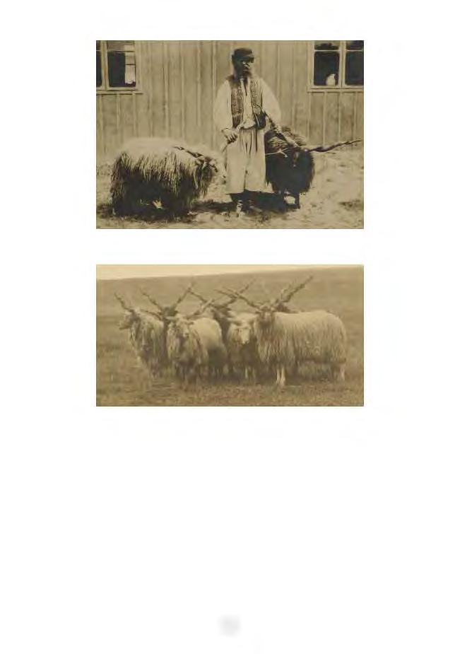 26. kép 27. kép A XX.