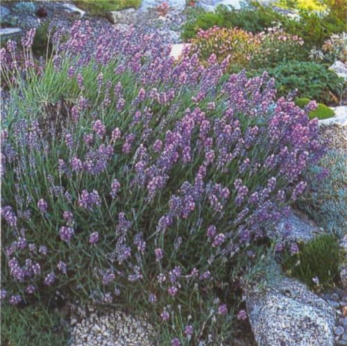 A növényről Lavandula angustifolia Mill. Lamiaceae Valódi v.