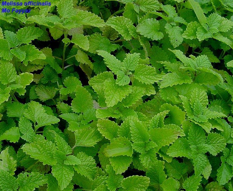 A növényről Melissa officinalis L.