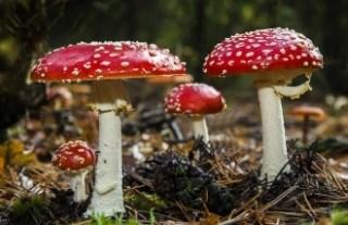 Ismertebb hallucinogén gombák: bokros gomba; légyölő galóca; gyapjas tintagomba; csattanós maszlag; lepketapló; hegyes badargomba; mandulagomba; kékülő badargomba;
