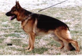A BÁTORFIA KENNEL AJÁNLATA TOVÁBBRA IS MAGYARORSZÁGON FEDEZ 2002.ÉV TENYÉSZCSOPORT GYÕZTES BATU KENNEL REPREZENTÁNSA!!! GREIF von BATU SCHH 2.