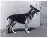 Interjú Margit van Dorssennel, a von Arlett kennel tulajdonosával NJ ÚJSÁG 2005/1 - Mióta tart német juhászkutyát, és hogyan ismerkedett meg a fajtával?
