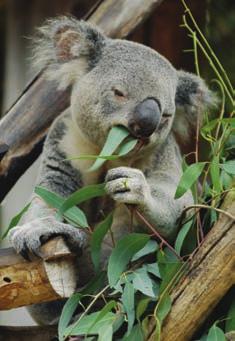A kis koala mindössze 2 cm-es, amikor még szőrtelenül, vakon és fül nélkül