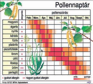 Tavaly a száraz időjárás visszavetette a parlagfű fejlődését, így 2013-ban az elmúlt 13 év második legalacsonyabb pollenkoncentrációját mérték.