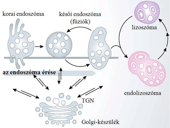 Tehát valamilyen módon a késői endoszóma membránjáról befelé, a lumen irányába - azaz a citoplazmából nézve kifelé - történik lefűződés. generálásának.