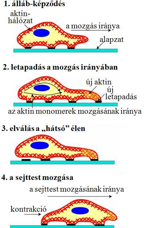 Ezt tipikusan valamilyen inger, például kémiai anyag jelenléte váltja ki, melyet sejtfelszíni receptorok, például integrinek érzékelnek.