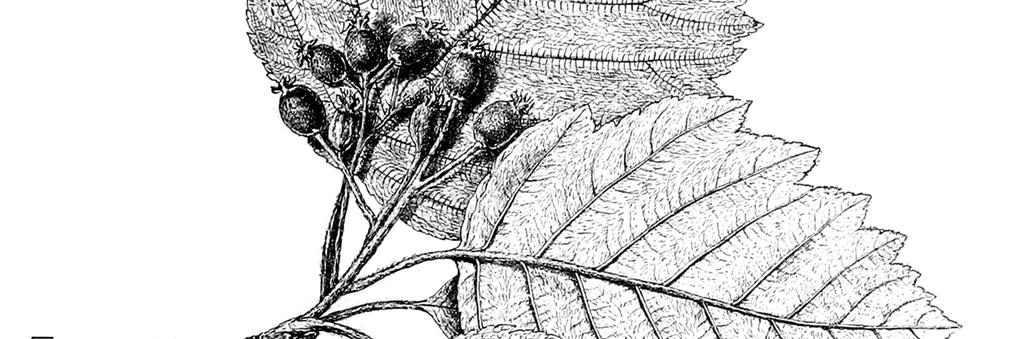 semiincisa