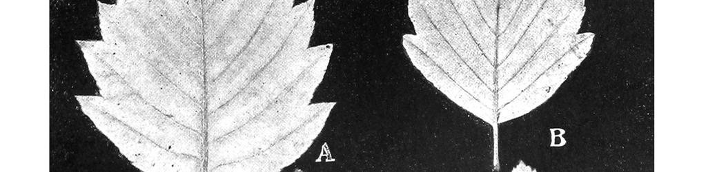 bakonyensis JÁV.