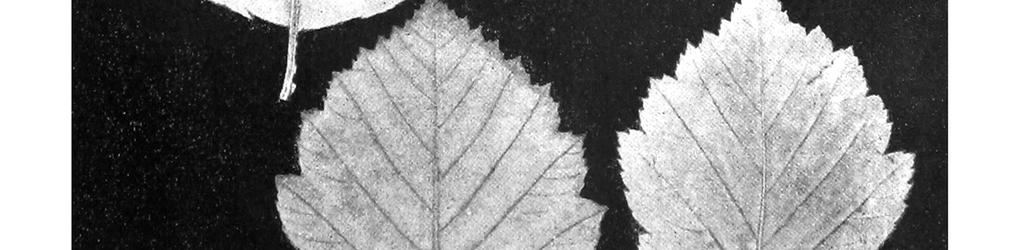 B (JÁVORKA, 1926/27) Fig.