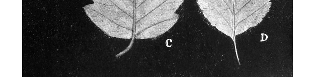 franconica BORNM. f.