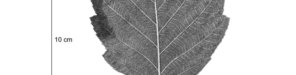 Fig. 8 Leaves
