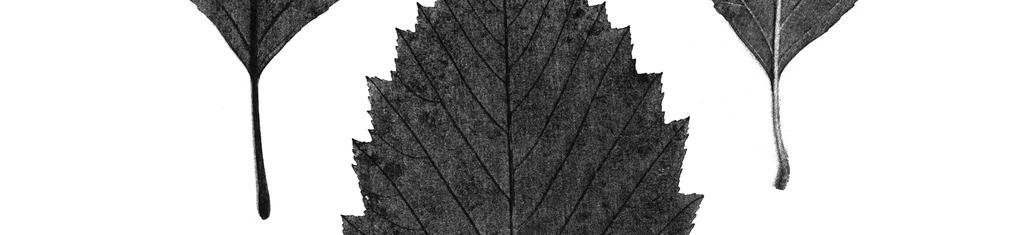 nov. levelei