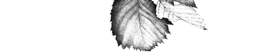 rajza) Fig.