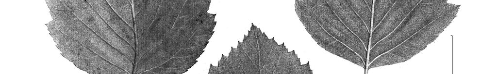 Sorbus