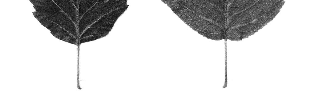 Fig. 15