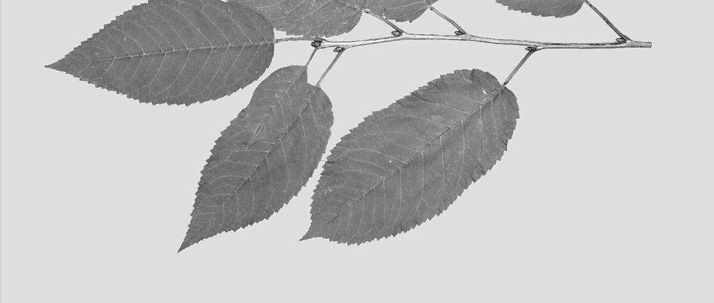 der Cerasus   