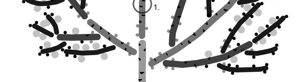 3 Branching scheme of a female specimen