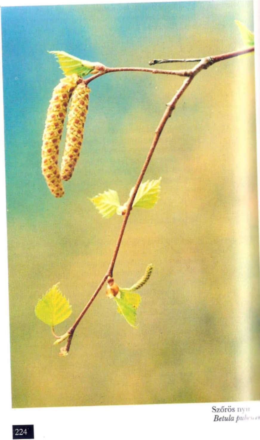Aranyvessző (Solidago virgaurea) Speciális vese- Az aranyvesszőt is a legjobb hazai vese- és hólyagtisztító gyógynövényeink között tartjuk számon.