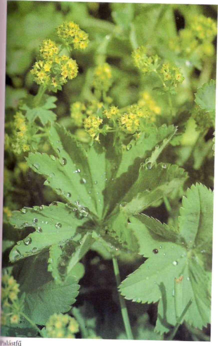 hipertóniát kezelő növények