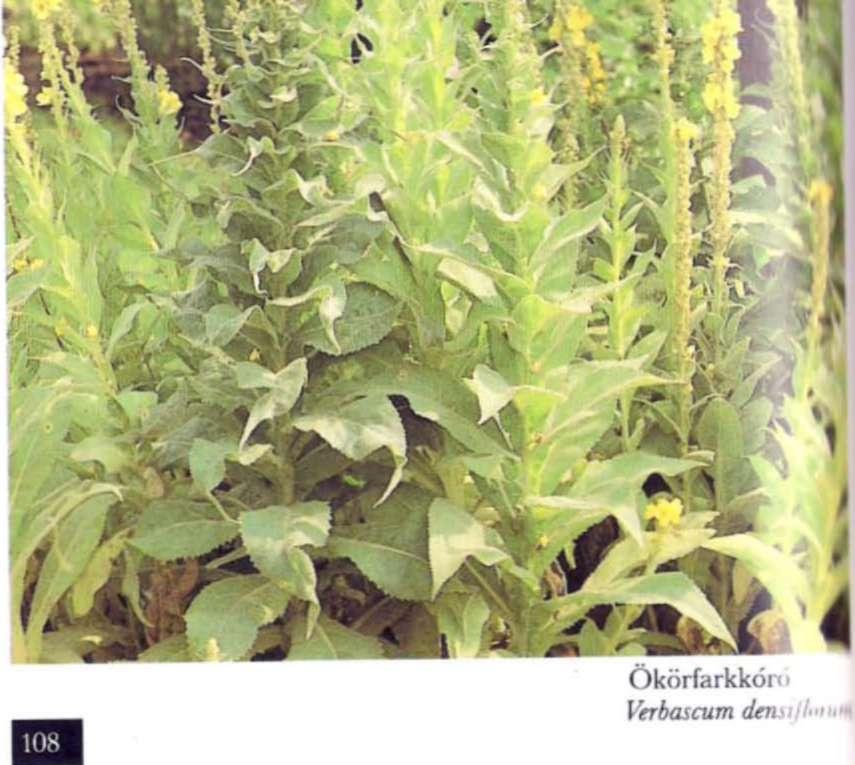 A teljesen kifejlődött bronchitis nmhinált kezelés Heves köhögéssel járd teljesen kifejlett bronchitis esetén ésszerű és szükséges többféle terápiás módszert kombinálni: pl.