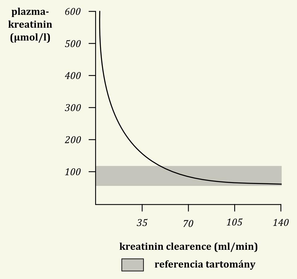 mennyisége) Plazmakreatinin A glomerulusfunkció legmegbizhatóbb