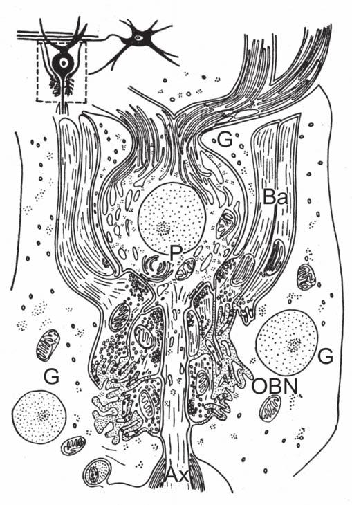 3. ábra: Purkinje-sejt kosár Ba = kosársejt axonok, Ax = Purkinje sejt axon, OBN = kosársejtek axonjainak külső (nem szinaptikus) neuropilje, G= glianyúlvány.