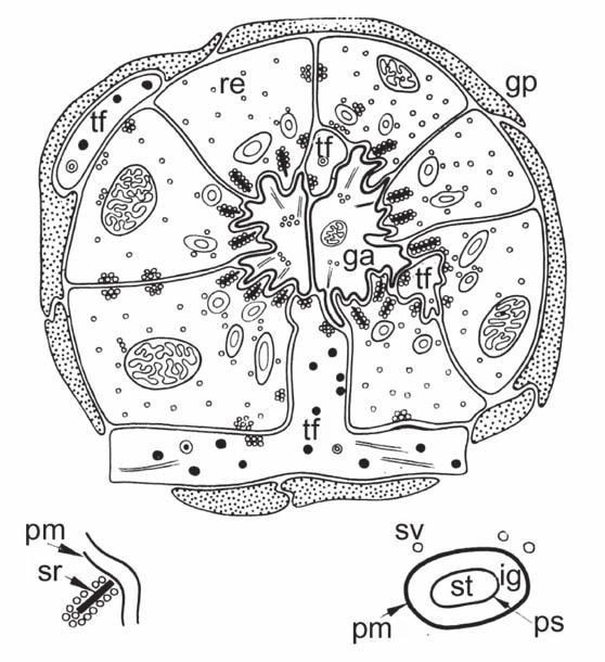 5. ábra: Szinaptikus cartridge keresztmetszet Két ganglion sejt axon (ga) szinapszisai a 7 retinális axonnal (re). Szinaptikus ribbon (sr) kinagyítva. tf = transverse rostok, neuroszekretummal.