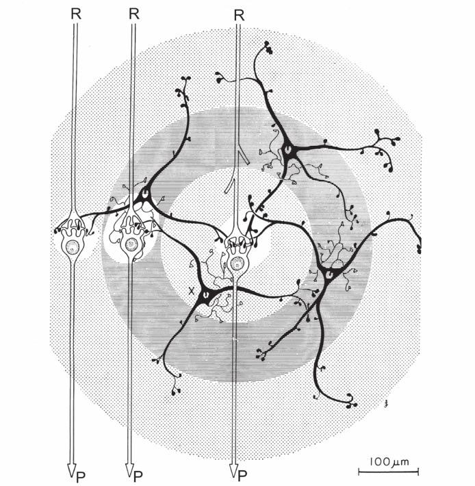 6. ábra: A Corpus Geniculatum Laterale neuronális kapcsolatrendszere. R = retinális afferensek, P = kéregbe proiciáló sejtek axonjai.